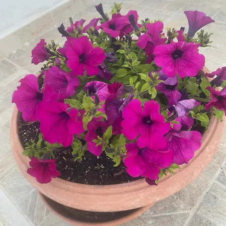 Cosmo * Альберобелло